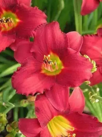 Hemerocallis Wine Delight, daylily, BAREROOT - Caribbean garden seed