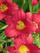 Hemerocallis Wine Delight, daylily, BAREROOT - Caribbean garden seed