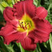 Hemerocallis Wine Delight, daylily, BAREROOT - Caribbean garden seed