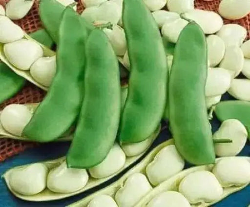 Henderson's Earliest Bush Bean (Baby Lima)  Heirloom - Caribbean garden seed
