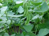 Henderson's Earliest Bush Bean (Baby Lima)  Heirloom - Caribbean garden seed
