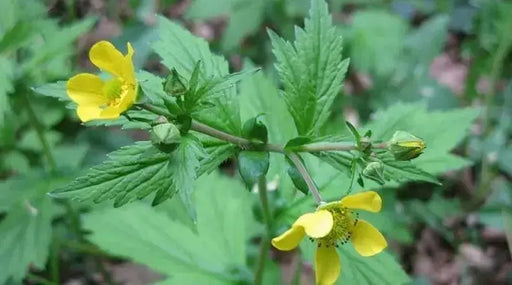 Herb bennet, Avens HERB SEEDS, (Geum urbanum) PERENNIAL - Caribbean garden seed