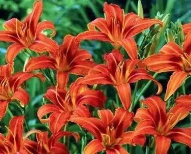 hemerocallis, Rajah daylily, BAREROOT - Caribbean garden seed