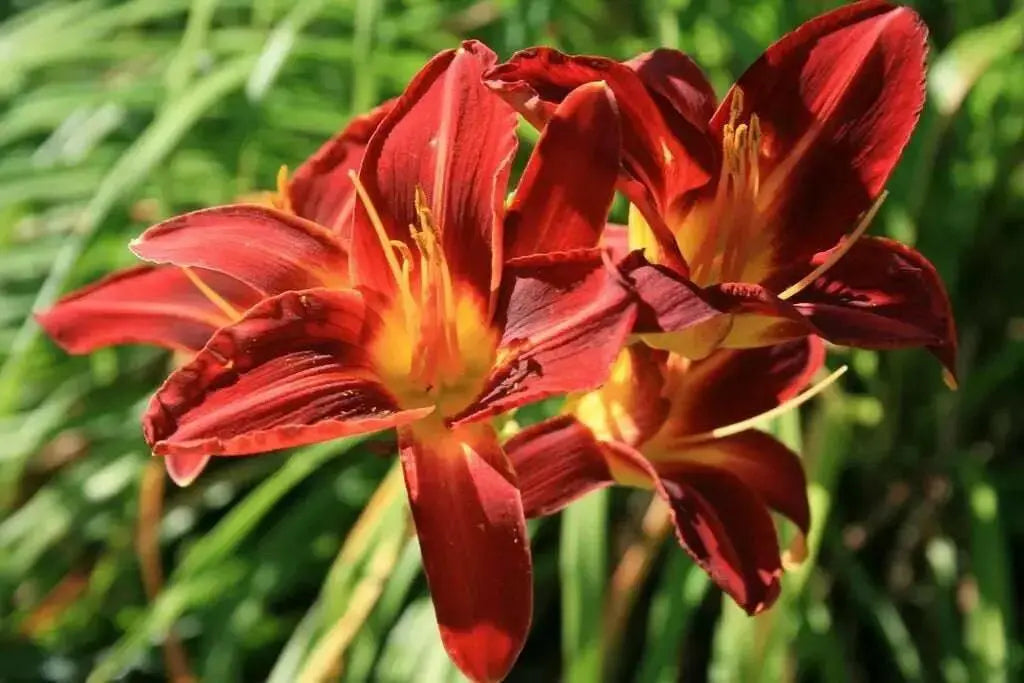 hemerocallis, Rajah daylily, BAREROOT - Caribbean garden seed
