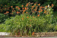 hemerocallis, Rajah daylily, BAREROOT - Caribbean garden seed