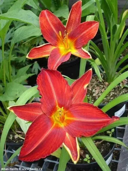 hemerocallis, Rajah daylily, BAREROOT - Caribbean garden seed