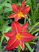 hemerocallis, Rajah daylily, BAREROOT - Caribbean garden seed