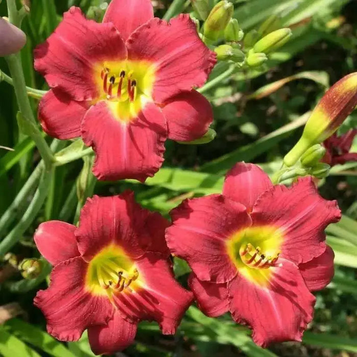 Hemerocallis, 'Pardon Me, daylily, BAREROOT - Caribbean garden seed
