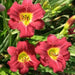 Hemerocallis, 'Pardon Me, daylily, BAREROOT - Caribbean garden seed