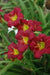Hemerocallis, 'Pardon Me, daylily, BAREROOT - Caribbean garden seed