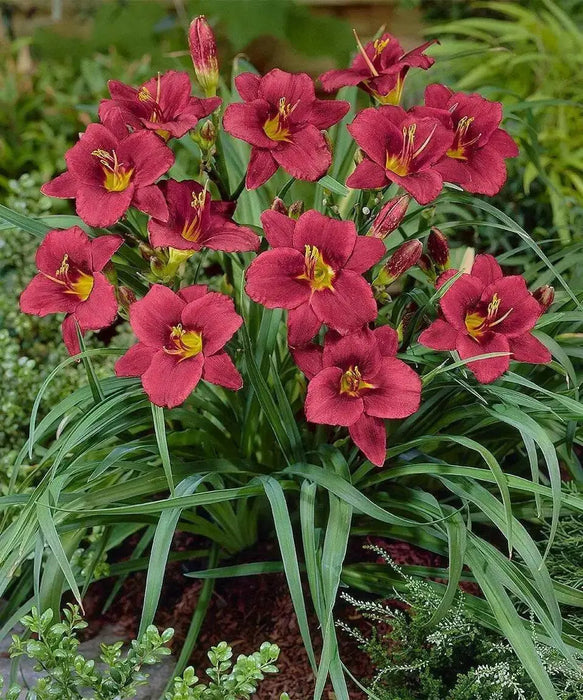 Hemerocallis, 'Pardon Me, daylily, BAREROOT - Caribbean garden seed
