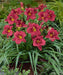 Hemerocallis, 'Pardon Me, daylily, BAREROOT - Caribbean garden seed