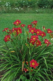 Hemerocallis, 'Pardon Me, daylily, BAREROOT - Caribbean garden seed