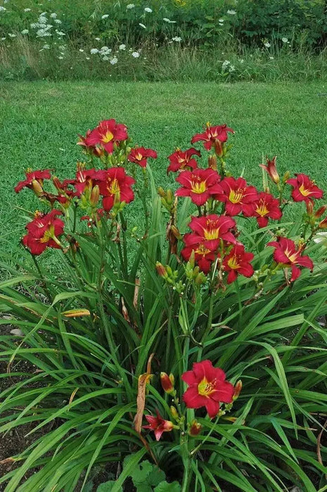 Hemerocallis, 'Pardon Me, daylily, BAREROOT - Caribbean garden seed