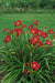 Hemerocallis, 'Pardon Me, daylily, BAREROOT - Caribbean garden seed
