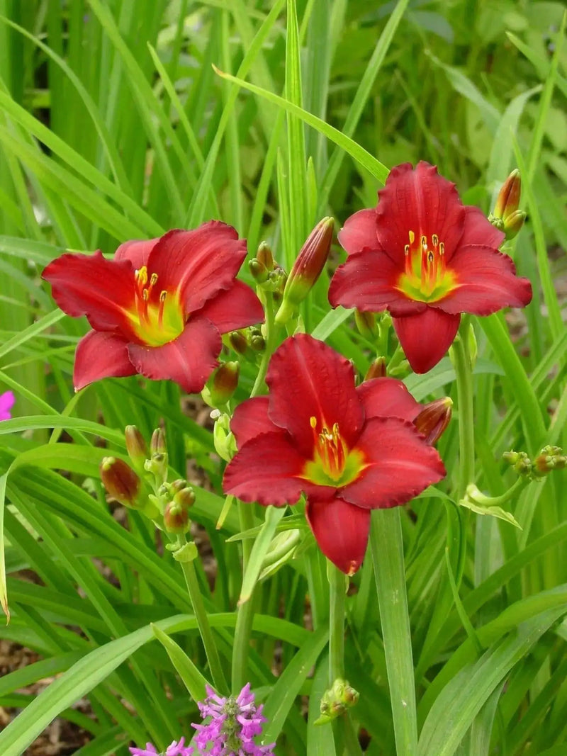 Hemerocallis, 'Pardon Me, daylily, BAREROOT - Caribbean garden seed