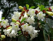 Herald's Trumpet Seeds,BEAUMONTIA grandiflora,  Nepal Trumpet Flower,Ester Lily Vine - Caribbean garden seed
