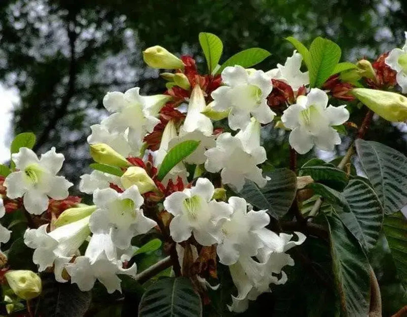 Herald's Trumpet Seeds,BEAUMONTIA grandiflora,  Nepal Trumpet Flower,Ester Lily Vine - Caribbean garden seed