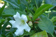 Herald's Trumpet Seeds,BEAUMONTIA grandiflora,  Nepal Trumpet Flower,Ester Lily Vine - Caribbean garden seed