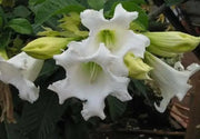 Herald's Trumpet Seeds,BEAUMONTIA grandiflora,  Nepal Trumpet Flower,Ester Lily Vine - Caribbean garden seed
