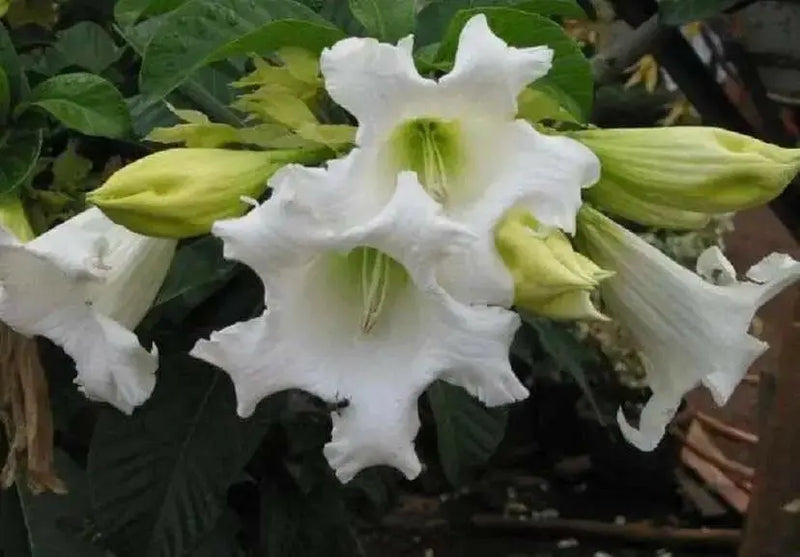 Herald's Trumpet Seeds,BEAUMONTIA grandiflora,  Nepal Trumpet Flower,Ester Lily Vine - Caribbean garden seed