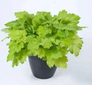 Heuchera Kira Green Tea (2 STARTER PLANTS) Perennial Foliage - Caribbean garden seed