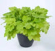 Heuchera Kira Green Tea (2 STARTER PLANTS) Perennial Foliage - Caribbean garden seed