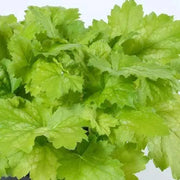 Heuchera Kira Green Tea (2 STARTER PLANTS) Perennial Foliage - Caribbean garden seed