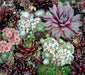 Hens and Chicks, Sempervivum Seeds Species Mix)SUCCULEN, Hardy Perennial ! - Caribbean garden seed