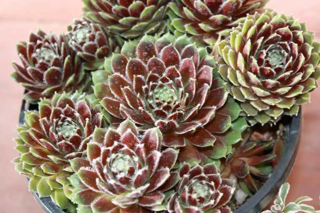 Hens and Chicks, Sempervivum Seeds Species Mix)SUCCULEN, Hardy Perennial ! - Caribbean garden seed