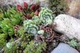 Hens and Chicks, Sempervivum Seeds Species Mix)SUCCULEN, Hardy Perennial ! - Caribbean garden seed
