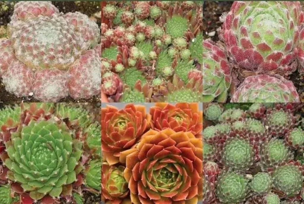 Hens and Chicks, Sempervivum Seeds Species Mix)SUCCULEN, Hardy Perennial ! - Caribbean garden seed
