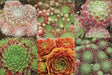 Hens and Chicks, Sempervivum Seeds Species Mix)SUCCULEN, Hardy Perennial ! - Caribbean garden seed