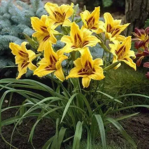 hemerocallis bonanza daylily, BAREROOT - Caribbean garden seed