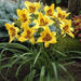 hemerocallis bonanza daylily, BAREROOT - Caribbean garden seed