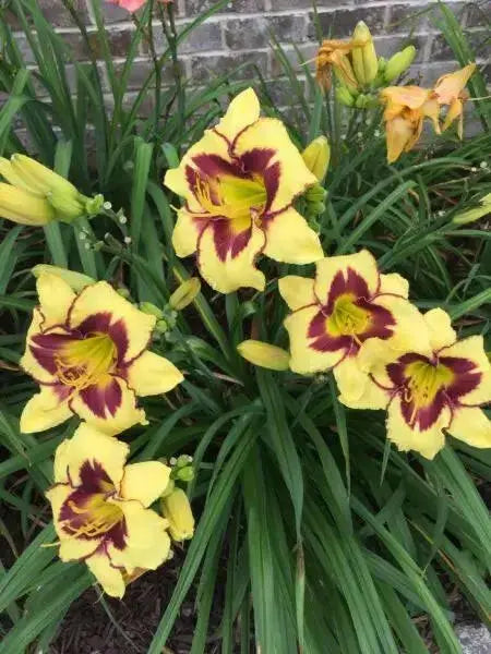hemerocallis bonanza daylily, BAREROOT - Caribbean garden seed