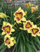 hemerocallis bonanza daylily, BAREROOT - Caribbean garden seed
