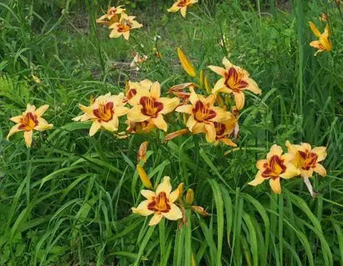 hemerocallis bonanza daylily, BAREROOT - Caribbean garden seed