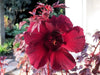HIBISCUS MAHOGANY SPLENDOR ,PERENNIAL FLOWERS SEED - Caribbean garden seed
