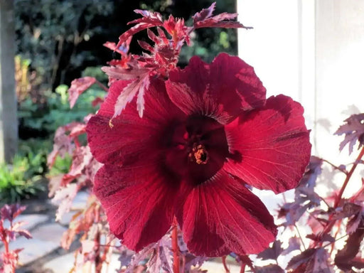 HIBISCUS MAHOGANY SPLENDOR ,PERENNIAL FLOWERS SEED - Caribbean garden seed