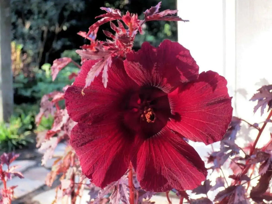 HIBISCUS MAHOGANY SPLENDOR ,PERENNIAL FLOWERS SEED - Caribbean garden seed