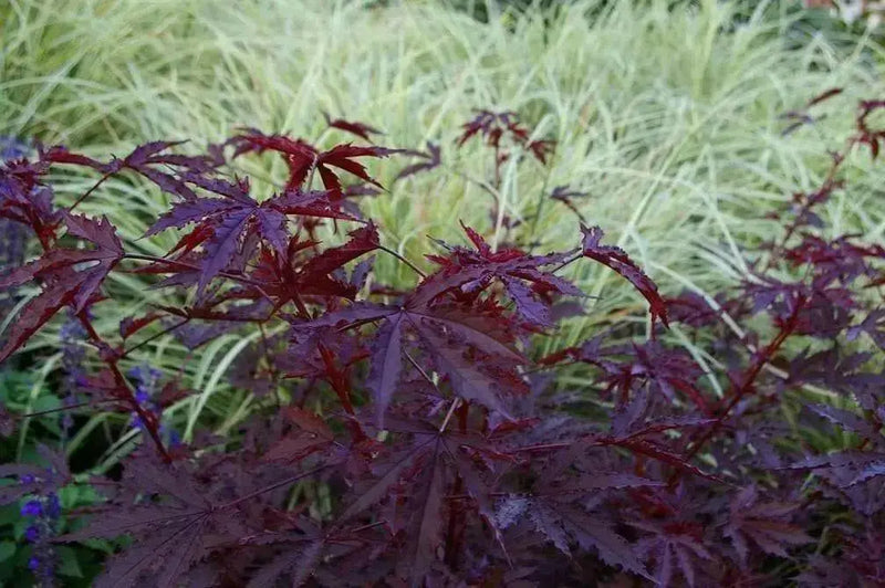 HIBISCUS MAHOGANY SPLENDOR ,PERENNIAL FLOWERS SEED - Caribbean garden seed