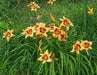 hemerocallis bonanza daylily, BAREROOT - Caribbean garden seed