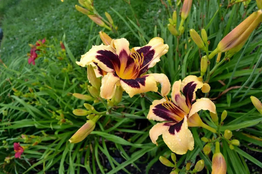 hemerocallis bonanza daylily, BAREROOT - Caribbean garden seed