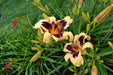 hemerocallis bonanza daylily, BAREROOT - Caribbean garden seed