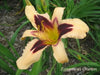hemerocallis bonanza daylily, BAREROOT - Caribbean garden seed
