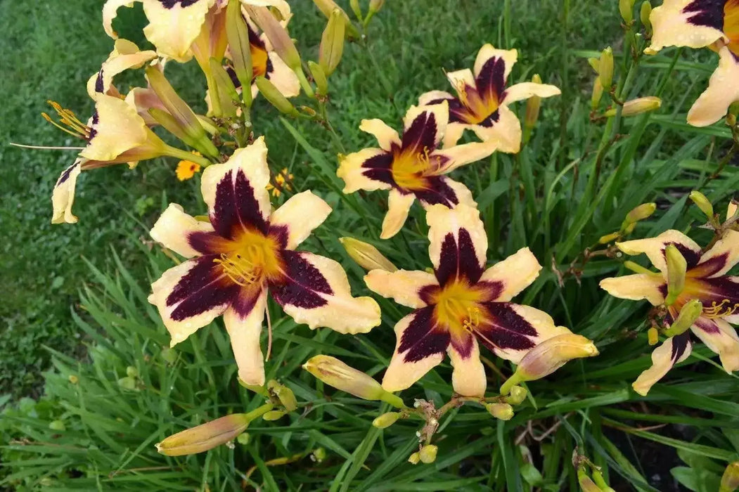 hemerocallis bonanza daylily, BAREROOT - Caribbean garden seed