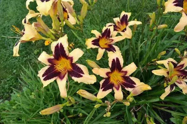 hemerocallis bonanza daylily, BAREROOT - Caribbean garden seed