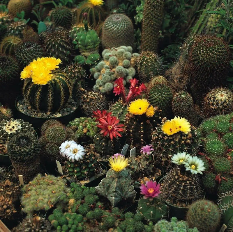 Hens & Chicks,(Seed Mix) Perennial succulent - Caribbean garden seed