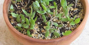 Hens & Chicks,(Seed Mix) Perennial succulent - Caribbean garden seed